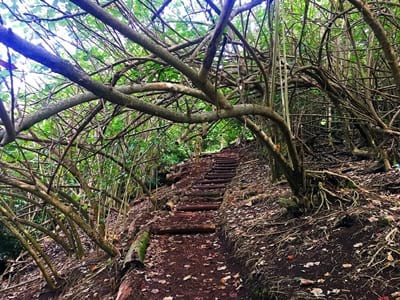 Rando randonnée trek trekking montagne marae Taputapuatea Raiatea Te-Ara-Hiti-Ni'a Atiapiti Polynésie française