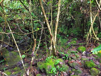 Hiking trekking trek trail walk mountain valley 3 three waterfalls Raiatea French Polynesia