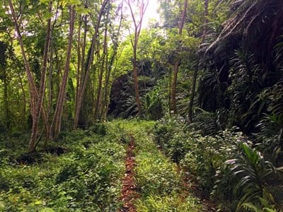 Hiking trekking trek trail walk mountain crossing Tahaa Haamene Patio French Polynesia
