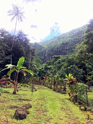 Hiking trekking trek trail walk mountain waterfalls Putoa Atiraa Afareaitu Moorea French Polynesia