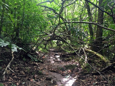 Hiking trekking trek trail walk mountain waterfalls Putoa Atiraa Afareaitu Moorea French Polynesia