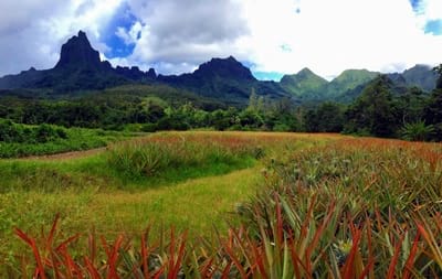 Rando randonnée trek trekking montagne sommet pic champs d'ananas Moorea Opunohu Polynésie française