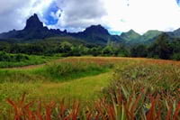 Rando randonnées montagne sommet pic baie Opunohu belvédère mont Rotui Mou'a roa ananas champs col trois cocotiers pinus Moorea Polynésie française