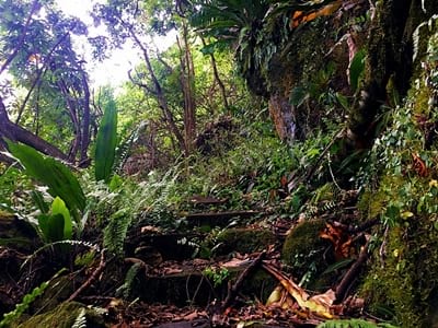 Hiking trekking trek trail walk mountain summit peak crossing Vaiare port three pinus Opunohu Cook bay belvedere Moorea French Polynesia