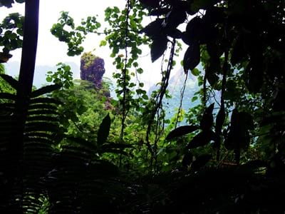 Hiking trekking trek trail walk mountain summit peak crossing Vaiare port three pinus Opunohu Cook bay belvedere Moorea French Polynesia
