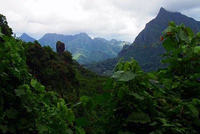 Hiking trekking trek trail walk mountain summit peak crossing Vaiare port three pinus Opunohu Cook bay belvedere Moorea French Polynesia