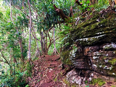 Hiking trekking trek trail walk mountain summit peak crossing Vaiare port three pinus Opunohu Cook bay belvedere Moorea French Polynesia