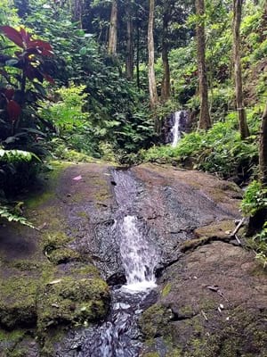 Hiking trekking trek trail walk mountain waterfall park water gardenss Vaipahi Mataiea Papeari Tahiti French Polynesia
