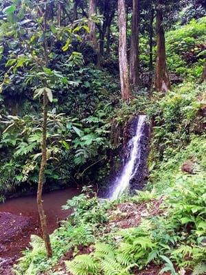 Hiking trekking trek trail walk mountain waterfall park water gardenss Vaipahi Mataiea Papeari Tahiti French Polynesia