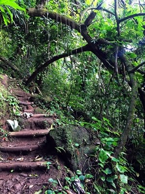 Hiking trekking trek trail walk mountain waterfall park water gardenss Vaipahi Mataiea Papeari Tahiti French Polynesia