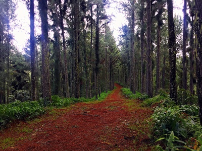 Hiking trekking trek trail walk mountain waterfall park water gardenss Vaipahi Mataiea Papeari Tahiti French Polynesia