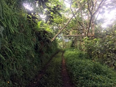 Hiking trekking trek trail walk mountain thousand sources Mahinarama Mahina valley Tuauru Tahiti French Polynesia